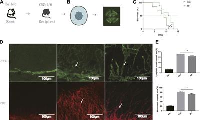 Treatment With Melatonin After Corneal Graft Attenuates Rejection